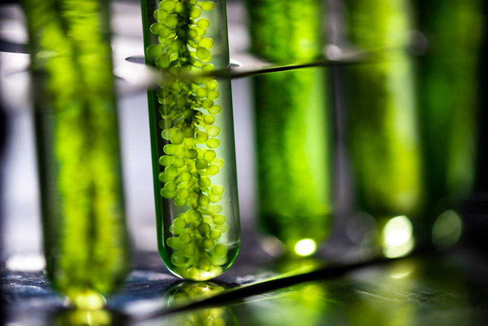 Press Release, Microphyt announces the launch of SCALE, the world’s first fully-integrated microalgae biorefinery